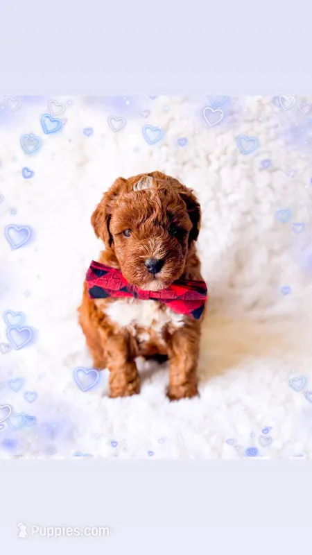 Espresso  – Poodle - Miniature  puppy for sale in Orlando, FL