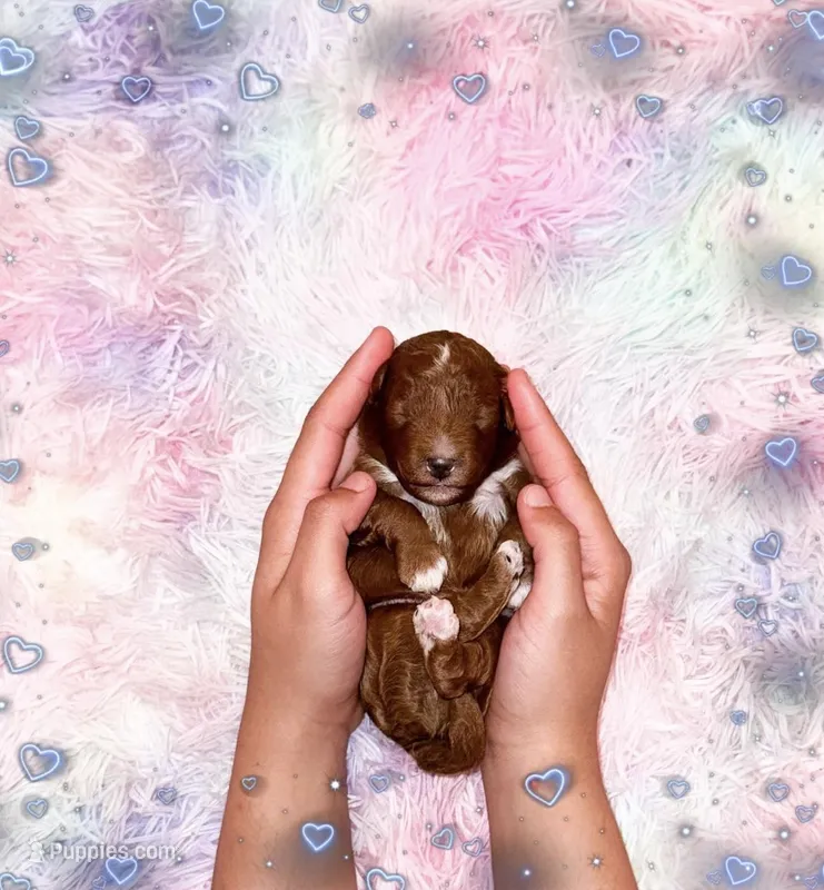 Espresso  – Poodle - Miniature  puppy for sale in Orlando, FL