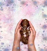 Espresso , a male Poodle - Miniature  for sale in Orlando, FL – Photo 1 of 2