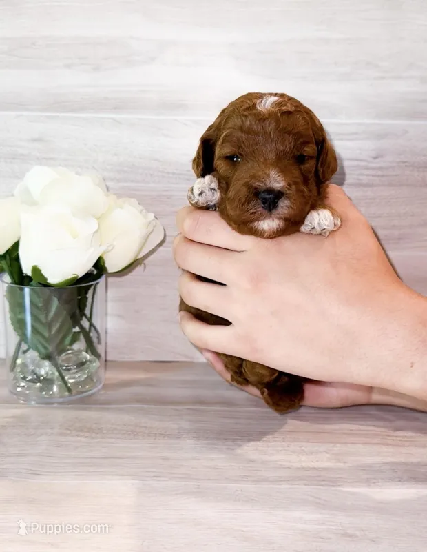 Espresso  – Poodle - Miniature  puppy for sale in Orlando, FL