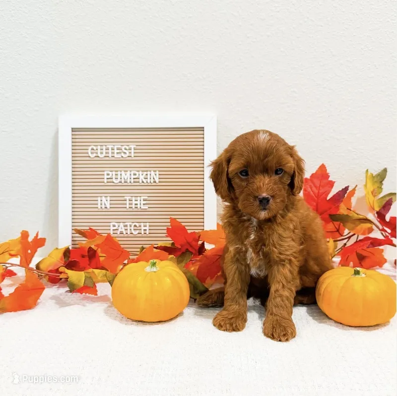 Mr Thursday – Poodle - Miniature , Miniature Goldendoodle puppy for sale in Orlando, FL