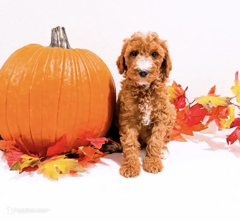 Ms Purple  – Goldendoodle, Miniature Goldendoodle puppy for sale in Orlando, FL