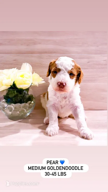 Pear  – Goldendoodle puppy for sale in Orlando, FL