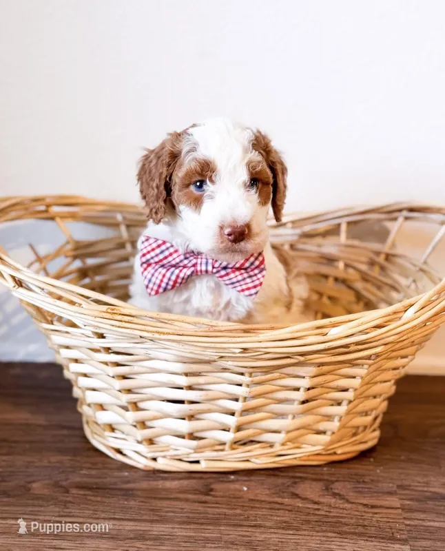 Pear  – Goldendoodle puppy for sale in Orlando, FL