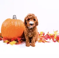 Mr Blue , a male Goldendoodle and Miniature Goldendoodle for sale in Orlando, FL – 1 of 1
