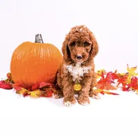 Mr Black , a male Goldendoodle and Miniature Goldendoodle for sale in Orlando, FL – 1 of 1