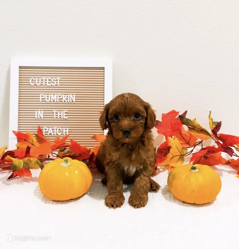 Ms Sunday  – Miniature Goldendoodle puppy for sale in Orlando, FL