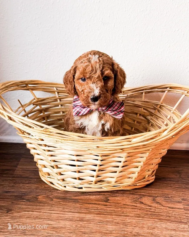 Kiwi  – Goldendoodle puppy for sale in Orlando, FL