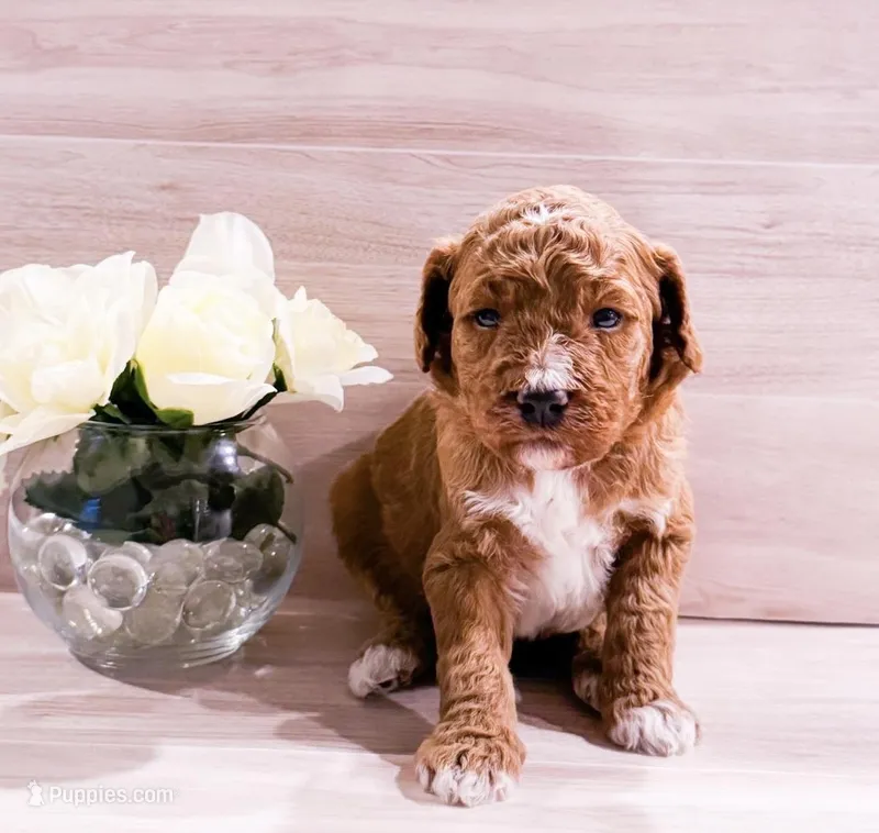 Kiwi  – Goldendoodle puppy for sale in Orlando, FL