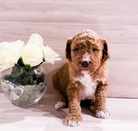 Kiwi , a male Goldendoodle for sale in Orlando, FL – Photo 1 of 2