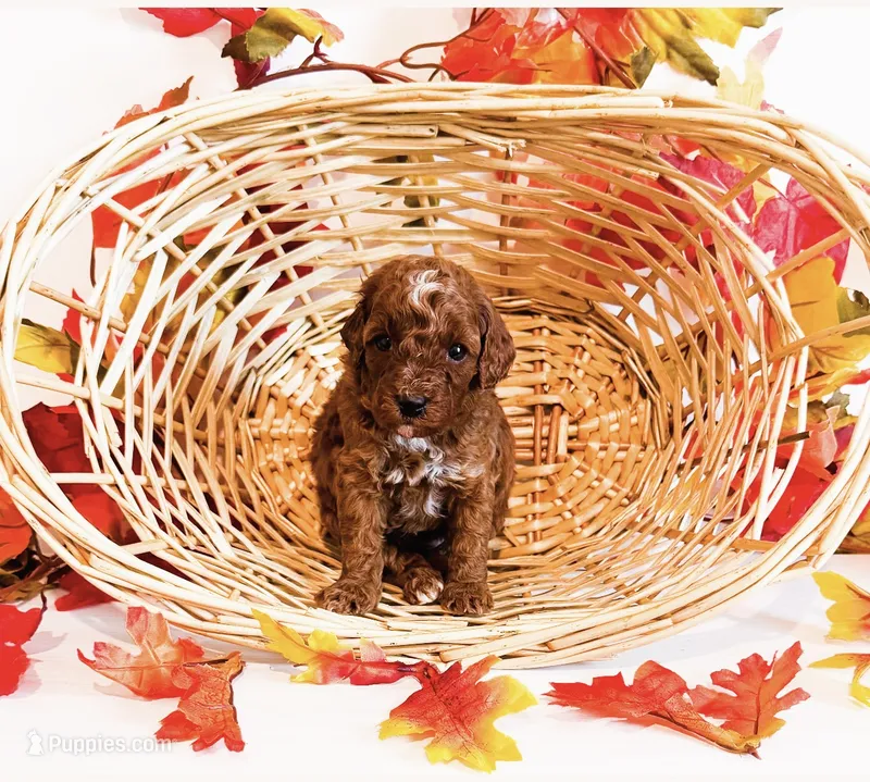 Ms Wednesday  – Poodle - Miniature , Miniature Goldendoodle puppy for sale in Orlando, FL