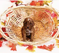 Ms Wednesday , a female Poodle - Miniature  and Miniature Goldendoodle for sale in Orlando, FL – 1 of 2