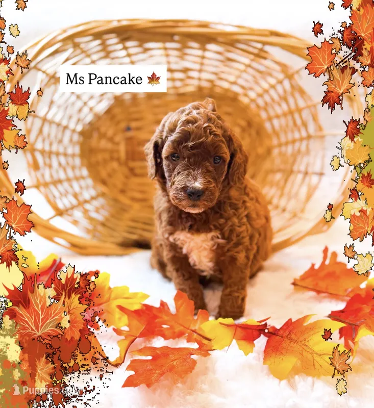 Pancake  – Miniature Goldendoodle puppy for sale in Orlando, FL