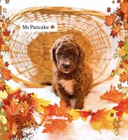 Pancake , a female Miniature Goldendoodle for sale in Orlando, FL – 1 of 1