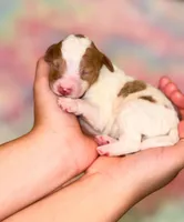 Lime , a male Goldendoodle for sale in Orlando, FL – Photo 2 of 2