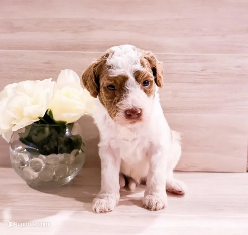 Lime  – Goldendoodle puppy for sale in Orlando, FL