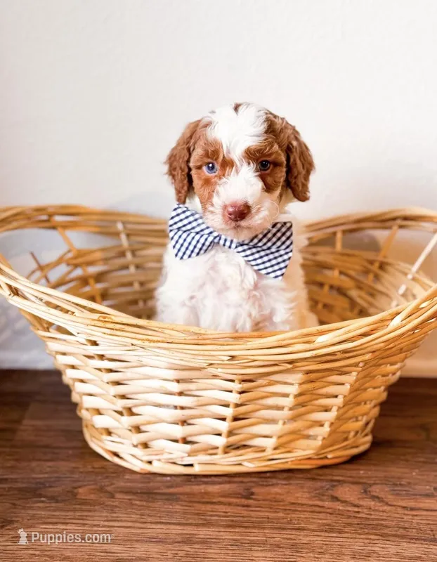 Lime  – Goldendoodle puppy for sale in Orlando, FL