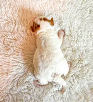 Pumpkin , a female Poodle - Miniature  for sale in Orlando, FL – 2 of 2