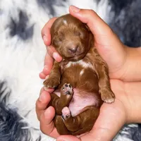 Nathan , a male Miniature Goldendoodle for sale in Orlando, FL – Photo 2 of 3