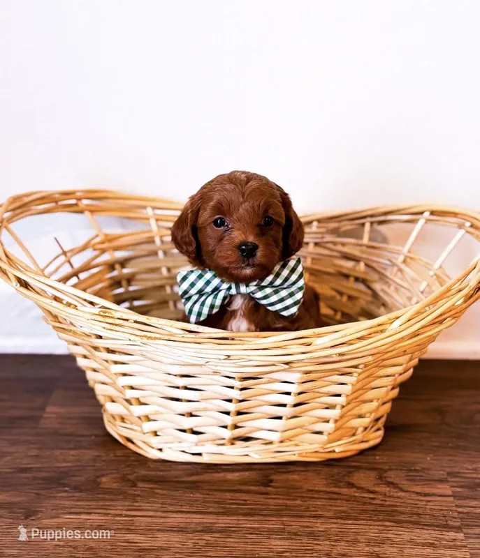 Nathan  – Miniature Goldendoodle puppy for sale in Orlando, FL