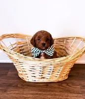 Nathan , a male Miniature Goldendoodle for sale in Orlando, FL – Photo 1 of 3