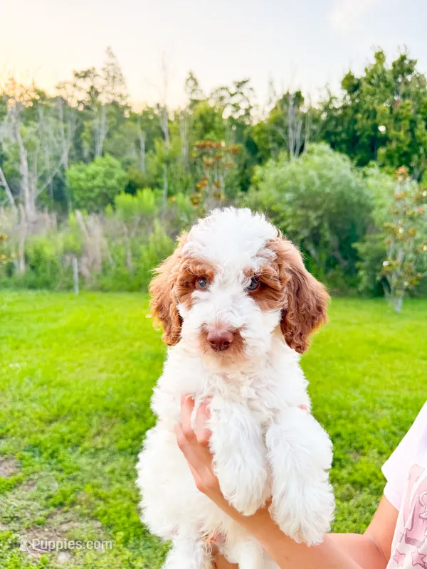Pear  – Goldendoodle puppy for sale in Orlando, FL