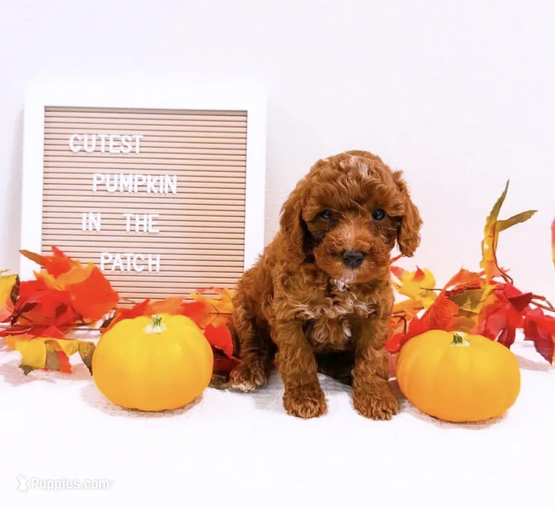 Ms Wednesday  – Miniature Goldendoodle puppy for sale in Orlando, FL