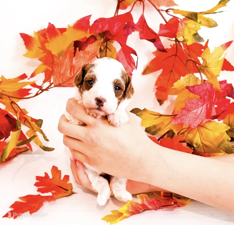 Pumpkin  – Poodle - Miniature  puppy for sale in Orlando, FL