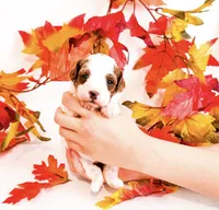 Pumpkin , a female Poodle - Miniature  for sale in Orlando, FL – 1 of 2