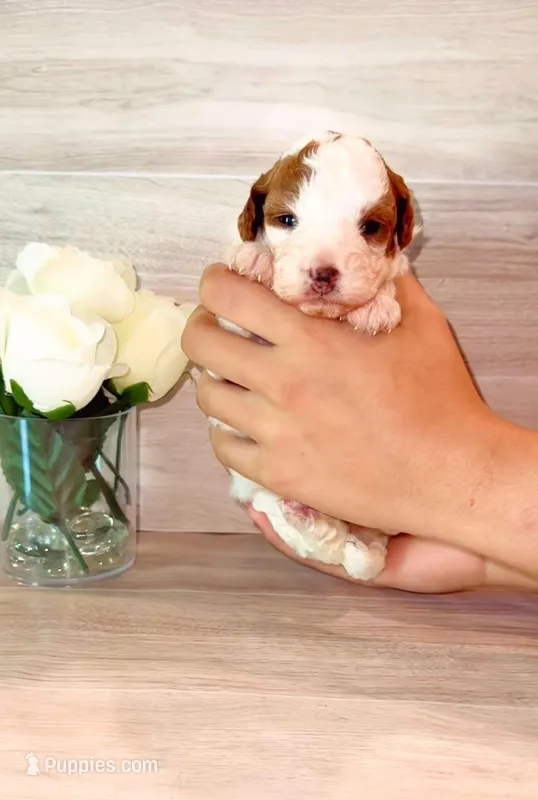 Latte – Poodle - Miniature  puppy for sale in Orlando, FL