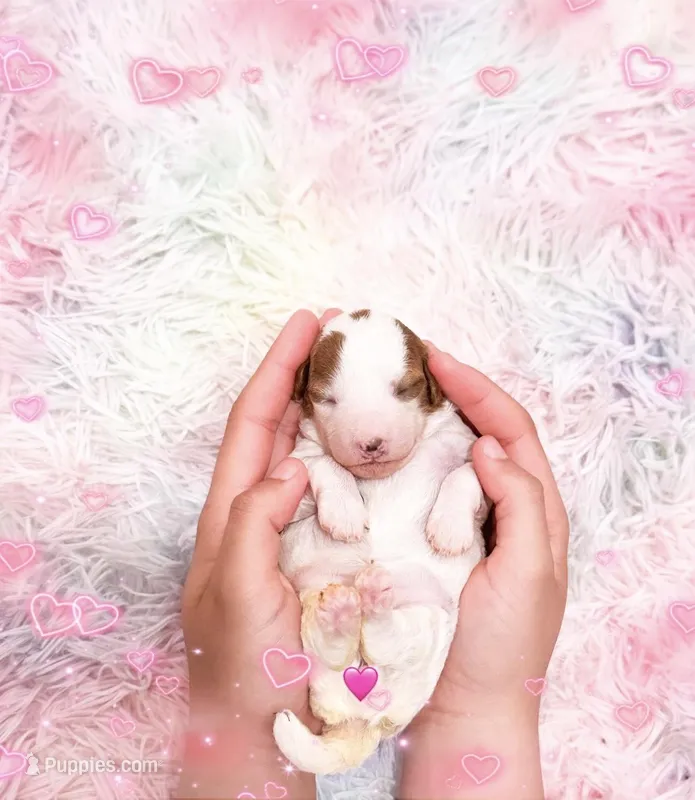 Latte – Poodle - Miniature  puppy for sale in Orlando, FL