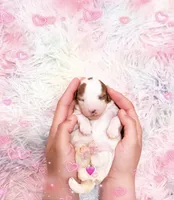 Latte, a female Poodle - Miniature  for sale in Orlando, FL – Photo 1 of 2