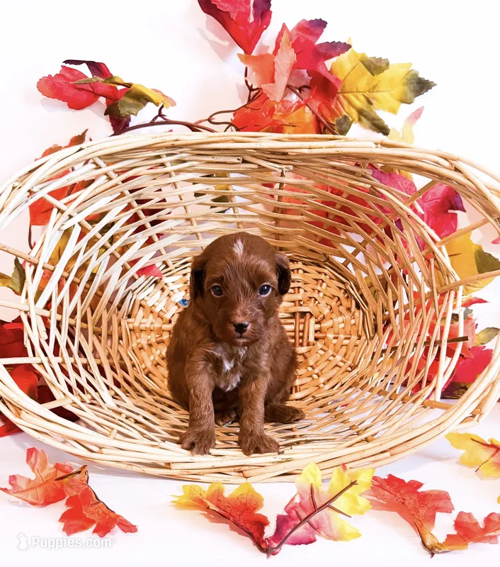 Mr Thursday – Poodle - Miniature , Miniature Goldendoodle puppy for sale in Orlando, FL