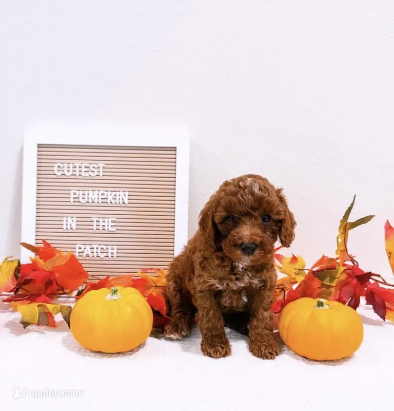 Ms Wednesday  – Miniature Goldendoodle puppy for sale in Orlando, FL