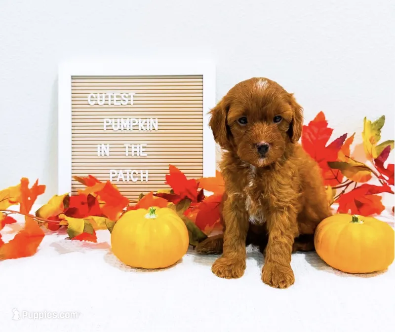 Mr Thursday – Poodle - Miniature , Miniature Goldendoodle puppy for sale in Orlando, FL
