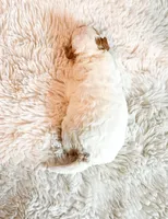 Crow , a male Poodle - Miniature  for sale in Orlando, FL – 2 of 2