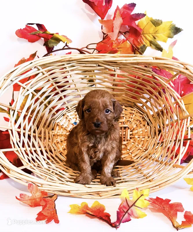 Ms Tuesday – Poodle - Miniature , Miniature Goldendoodle puppy for sale in Orlando, FL