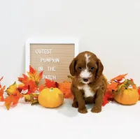 Monday , a female Miniature Goldendoodle for sale in Orlando, FL – 1 of 3