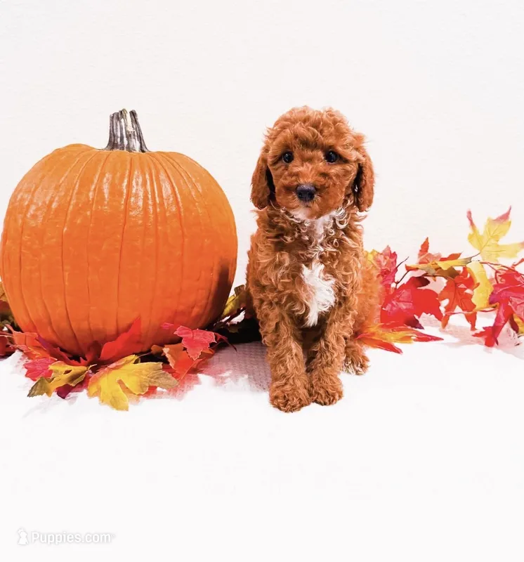 Ms Red – Goldendoodle, Miniature Goldendoodle puppy for sale in Orlando, FL