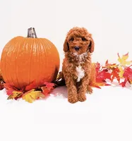 Ms Red, a female Goldendoodle and Miniature Goldendoodle for sale in Orlando, FL – 1 of 1