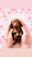 Ms Tuesday, a female Poodle - Miniature  and Miniature Goldendoodle for sale in Orlando, FL – 2 of 2