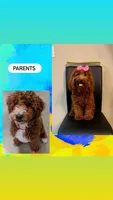 Michael , a male Miniature Goldendoodle for sale in Orlando, FL – Photo 3 of 3