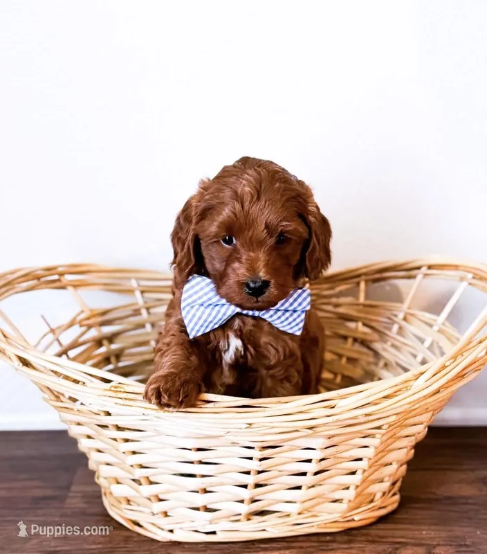 Michael  – Miniature Goldendoodle puppy for sale in Orlando, FL