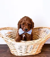 Michael , a male Miniature Goldendoodle for sale in Orlando, FL – Photo 1 of 3