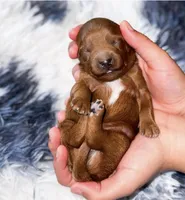 Michael , a male Miniature Goldendoodle for sale in Orlando, FL – Photo 2 of 3