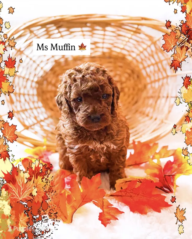 Muffin  – Miniature Goldendoodle puppy for sale in Orlando, FL