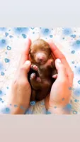 Mr Friday , a male Poodle - Miniature  and Miniature Goldendoodle for sale in Orlando, FL – 2 of 2