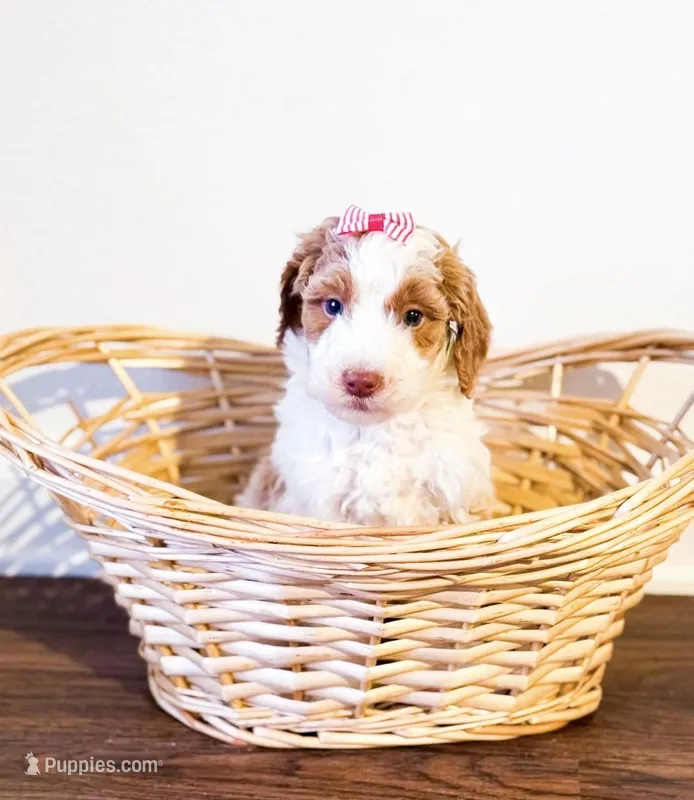 Clementine – Goldendoodle puppy for sale in Orlando, FL