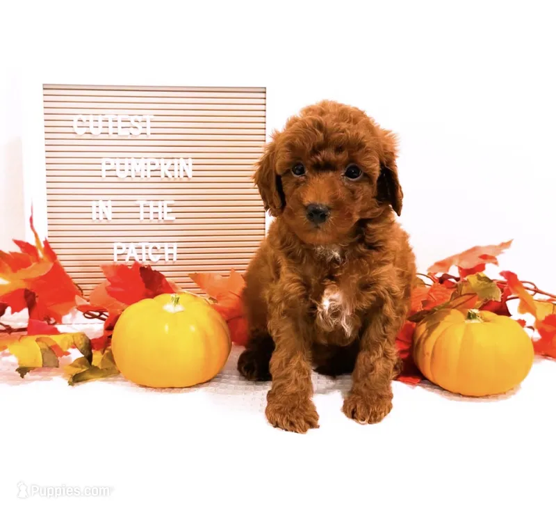 Mr Saturday  – Miniature Goldendoodle puppy for sale in Orlando, FL