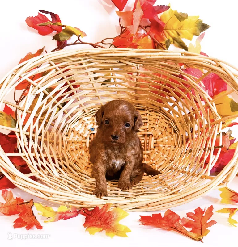 Ms Sunday  – Poodle - Miniature , Miniature Goldendoodle puppy for sale in Orlando, FL